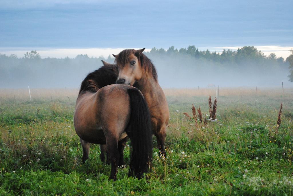 Stall Stratjaera Kültér fotó